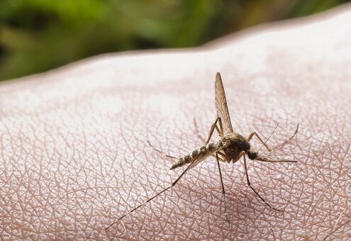 каснување од комарец како причина за наезда на паразити