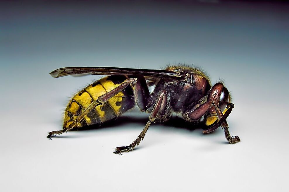 инсектите можат да заразат луѓе со паразити
