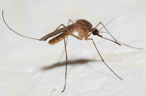 Комарците се главните носители на кожните паразити